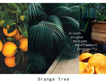 Concept - Orange Tree