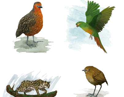 Ilustración de especies