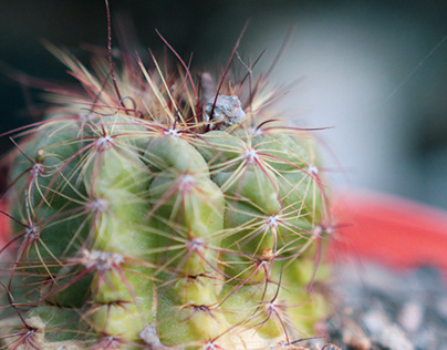 Cactus del hogar