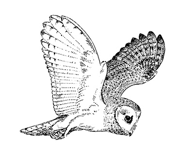 Oiseaux illustrations vectorielles