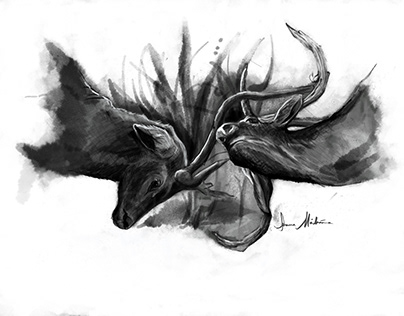 Deer sketch