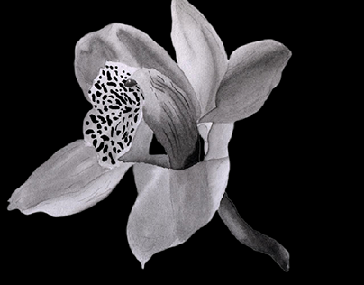 Monocromatic Watercolor of an Orchid