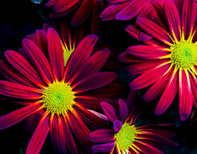 Crazy for Chrysanthemums: Fall Macro Flower Show