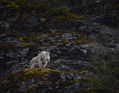 Alaska Nature Photography