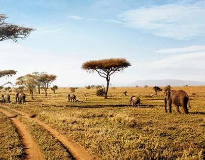 Tanzania the Best Safari Destination in Africa