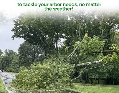 Tree Service in Syracuse, NY