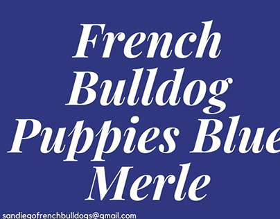 French Bulldog Puppies Blue Merle
