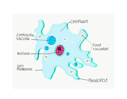 Unicellular Cell