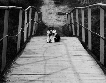 dog on the bridge