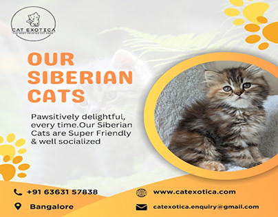 Best Siberian Cats in Bangalore