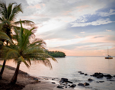 Palms, Caribbean