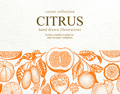 Hand drawn Citrus Collection
