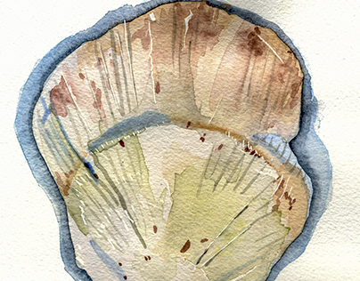 Seashell rendering