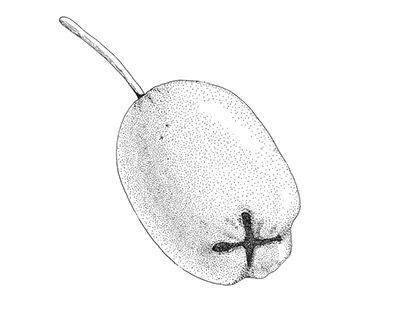 Syzygium paniculatum - Pointillism