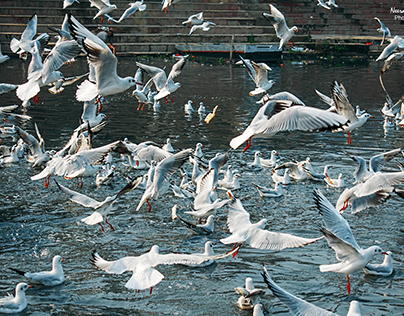 siberian seagulls