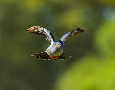 Bird, cuckoo, wildlife, flying, feather ,photography