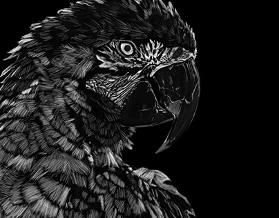 Black and White bird Illustration