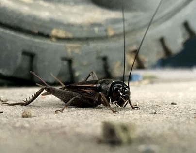Crickets Extermination Services Austin