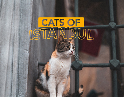 CATS OF ISTANBUL