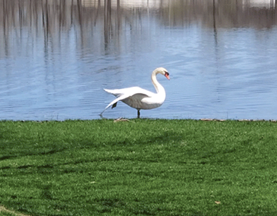 Swan Lake. With a Swan.