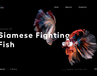 Betta Fish Web Design UI