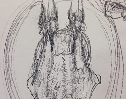 Deer Skull Sketch