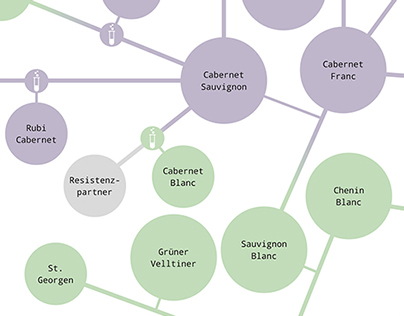 family tree of grapes