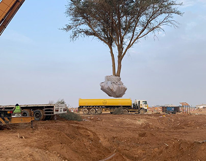 Tree Transplanting Services in Saudi Arabia