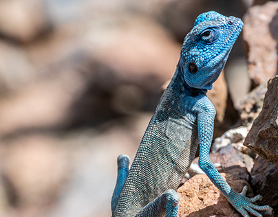 Male Sinai Agama with his sky-blue coloration, UAE