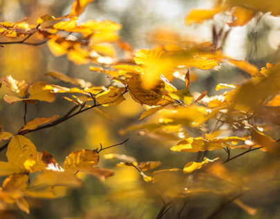 Golden Polish autumn