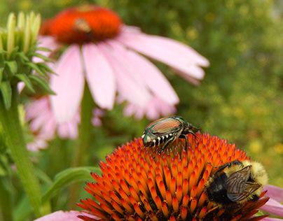 Coneflowers & Insects