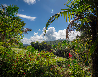 Cloud Rainforests of Puerto Rico