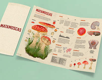 Infografía botánica - Amanita Muscaria