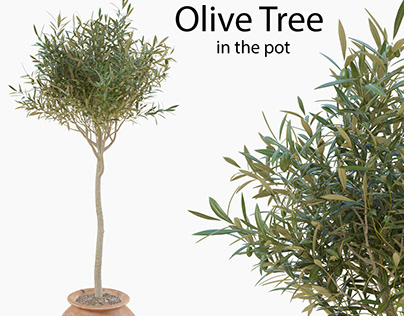 Olive tree in a pot
