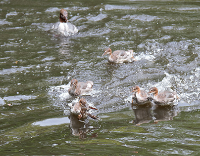 Goosander chicks playing with a crayfish