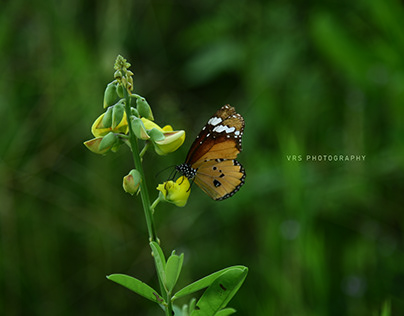 Butterfly Photo | Photgraphy