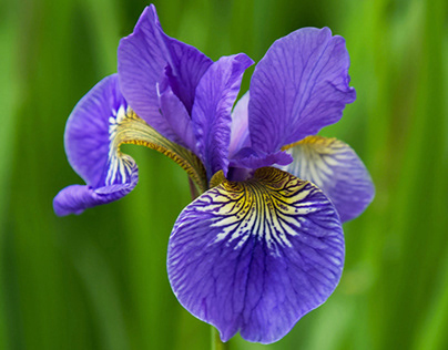 Iris flower photo