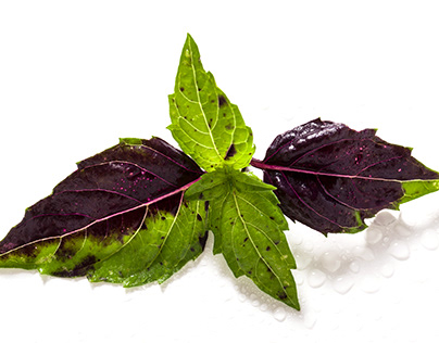 leaves of colored green and purple basil