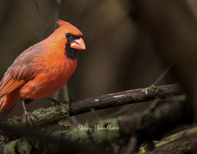 Mr.Cardinal