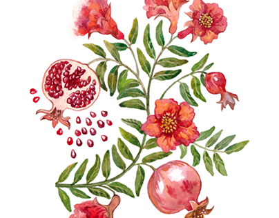a branch of pomegranate