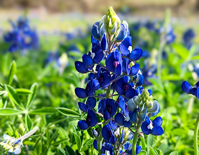 FIRST BLUEBONNETS OF SPRING 2022