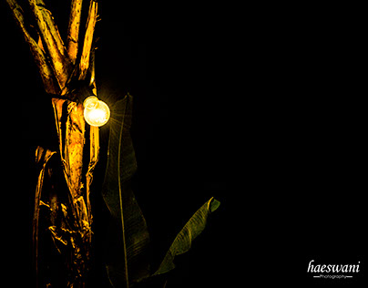 Banana tree and light