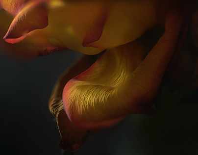 Project thumbnail - Macro flowers moody