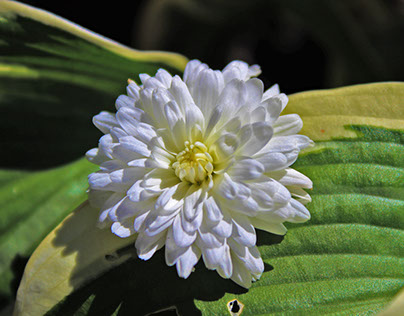 White Flower : Macro
