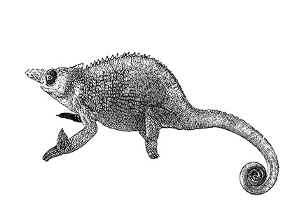 Fischer chameleon vector sketch with white background