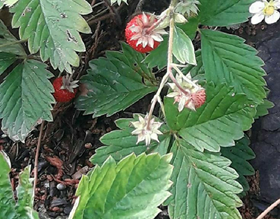 strawberryplant