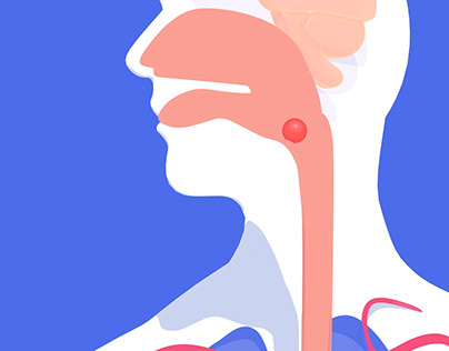 Digestive System Projects | Photos, videos, logos, illustrations and  branding on Behance