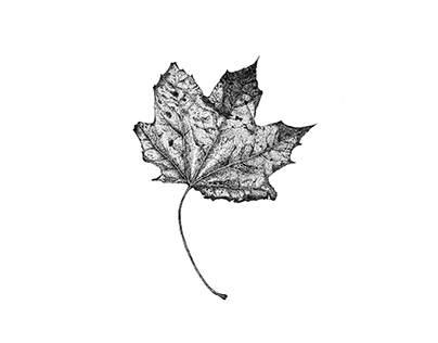 Maple leaf drawings made with different techniques
