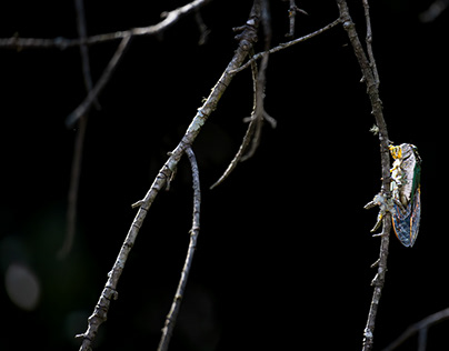 Cicada on a Branch