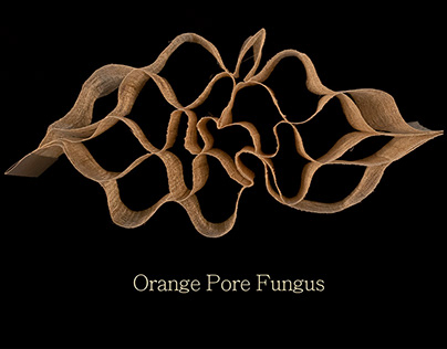 Orange Pore Fungus - Advance weaving